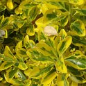 Euonymus japonicus 'Aureus' jeune feuille P14 P16 P29